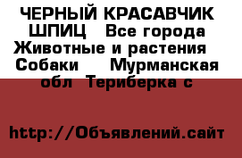 ЧЕРНЫЙ КРАСАВЧИК ШПИЦ - Все города Животные и растения » Собаки   . Мурманская обл.,Териберка с.